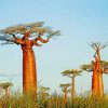 Alley of the Baobabs Madagascar Diamond Paintings