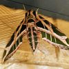 Banded Sphinx hawk Moth insect Diamond Paintings