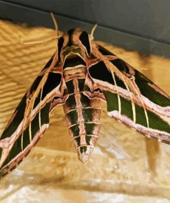 Banded Sphinx hawk Moth insect Diamond Paintings