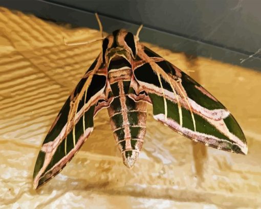 Banded Sphinx hawk Moth insect Diamond Paintings