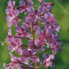 Fireweed flowers Diamond Paintings