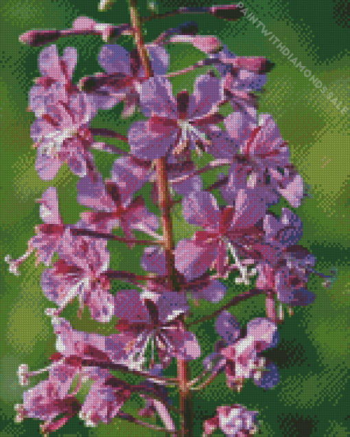 Fireweed flowers Diamond Paintings