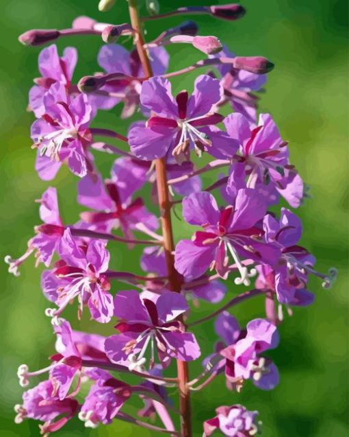 Fireweed flowers Diamond Paintings