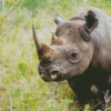 Namibias black rhino Diamond Paintings