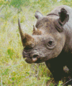 Namibias black rhino Diamond Paintings
