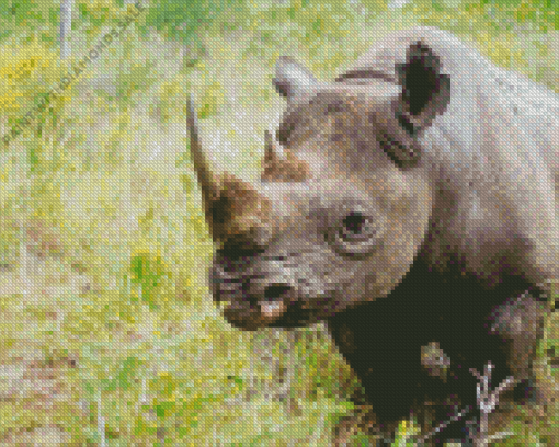 Namibias black rhino Diamond Paintings