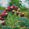 Prickly pears Diamond Paintings