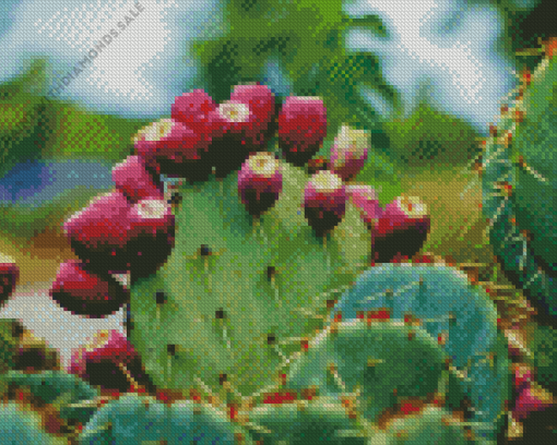 Prickly pears Diamond Paintings