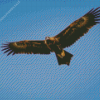 Wedge tailed eagle flying bird Diamond Paintings