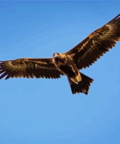 Wedge tailed eagle flying bird Diamond Paintings