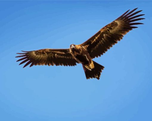 Wedge tailed eagle flying bird Diamond Paintings