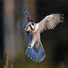flying Northern hawk owl Diamond Paintings