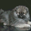 grey pomeranian puppy Diamond Paintings