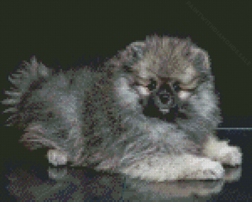 grey pomeranian puppy Diamond Paintings