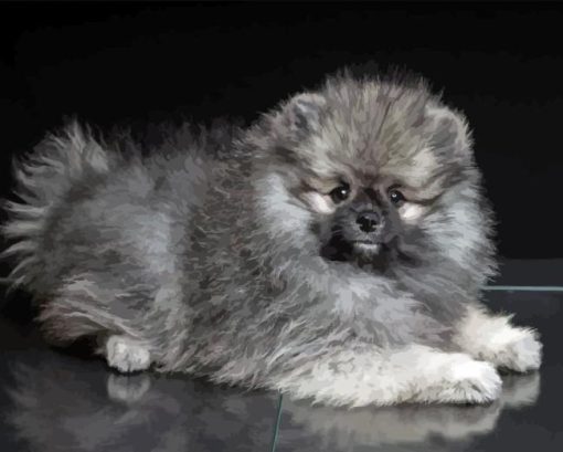 grey pomeranian puppy Diamond Paintings