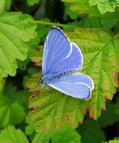 Holly Blue Butterfly Diamond Paintings