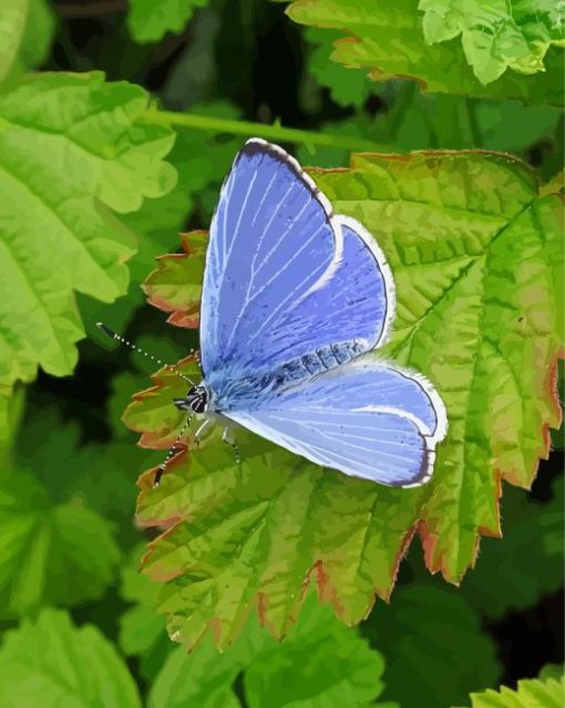 Holly Blue Butterfly Diamond Paintings