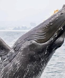 humpback whale Diamond Paintings