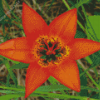 orange Wood Lily Diamond Paintings