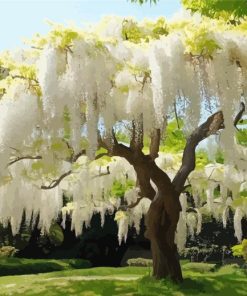 white Wisteria tree Diamond Paintings