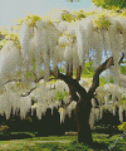 white Wisteria tree Diamond Paintings