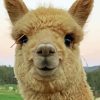 Alpaca smiling Diamond Paintings