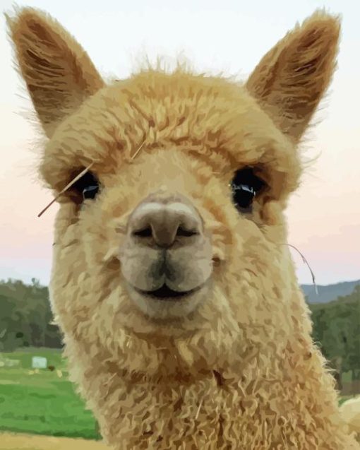 Alpaca smiling Diamond Paintings