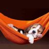 Beagle dog on hammock Diamond paintings