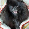 Black Pomeranian in Blanket Diamond Painting