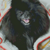 Black Pomeranian in Blanket Diamond Painting