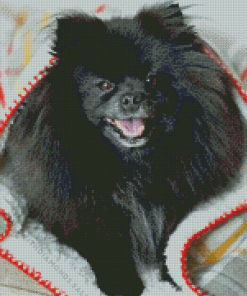 Black Pomeranian in Blanket Diamond Painting