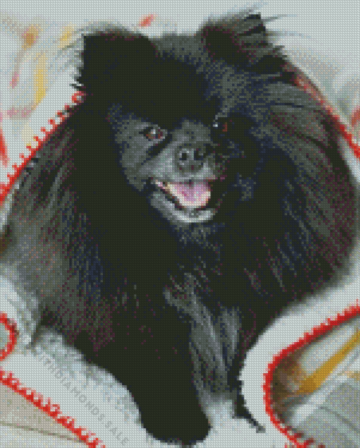 Black Pomeranian in Blanket Diamond Painting