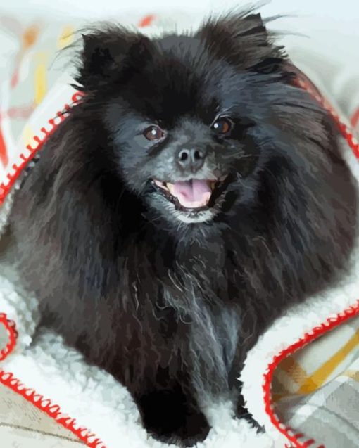 Black Pomeranian in Blanket Diamond Painting