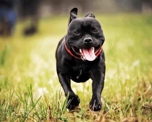 Black Staffy Bull Terrier Diamond Painting