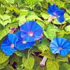 Blue Morning Glory Flowers Diamond Painting