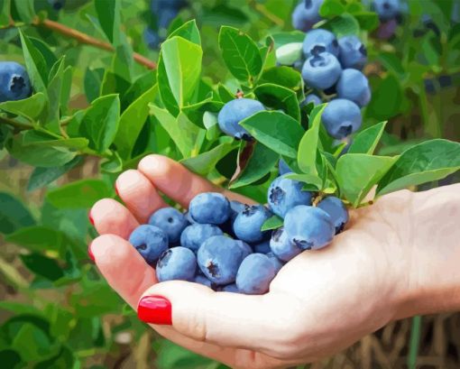 Blueberries Diamond Painting