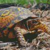 Box turtle Diamond Paintings