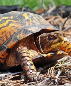 Box turtle Diamond Paintings