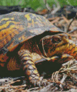 Box turtle Diamond Paintings