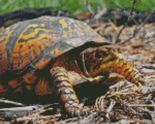 Box turtle Diamond Paintings