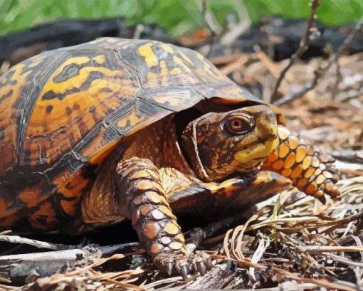 Box turtle Diamond Paintings