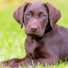 Brown Labrador Puppy Diamond Painting