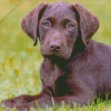 Brown Labrador Puppy Diamond Painting