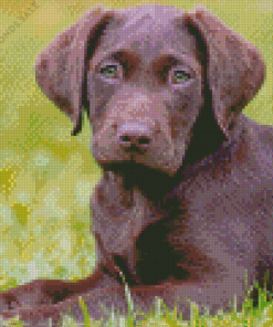 Brown Labrador Puppy Diamond Painting