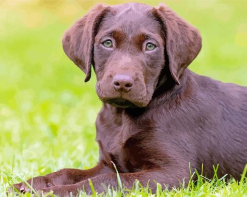 Brown Labrador Puppy Diamond Painting