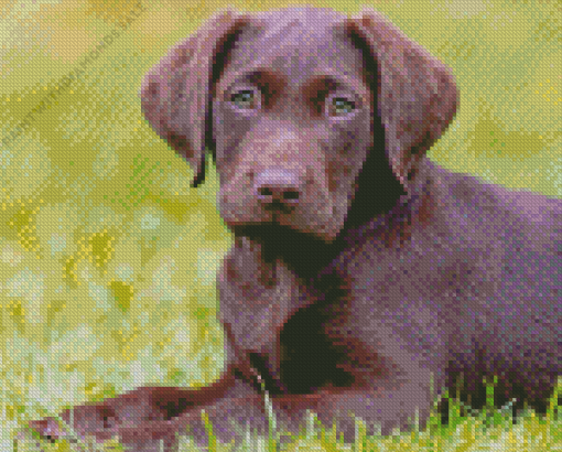 Brown Labrador Puppy Diamond Painting