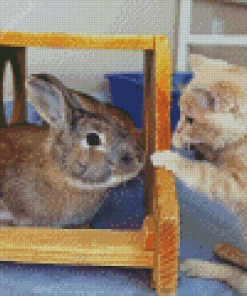 Bunny with cat Diamond Paintings