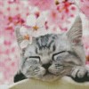 Cat and cherry blossoms Diamond Paintings