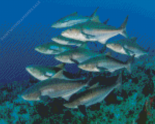 Cobia fish Diamond Paintings