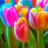 Colorful Tulips Diamond Painting